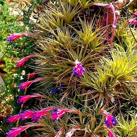 아파트 Les Estrelles 알게로