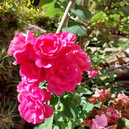 아파트 Les Estrelles 알게로