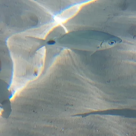 Les Estrelles Apartment