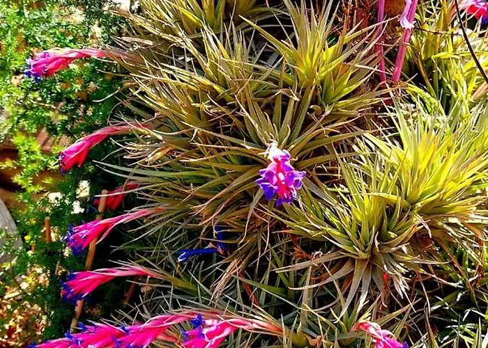 公寓 Les Estrelles 阿尔盖罗