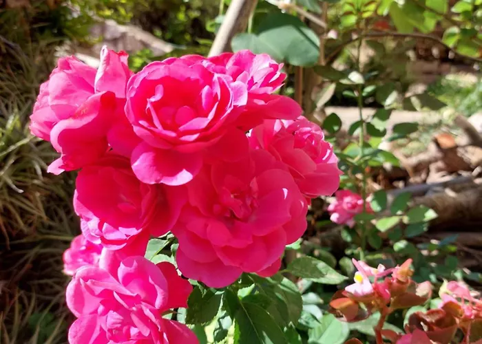 公寓 Les Estrelles 阿尔盖罗