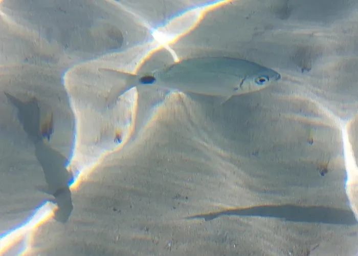 Les Estrelles 公寓